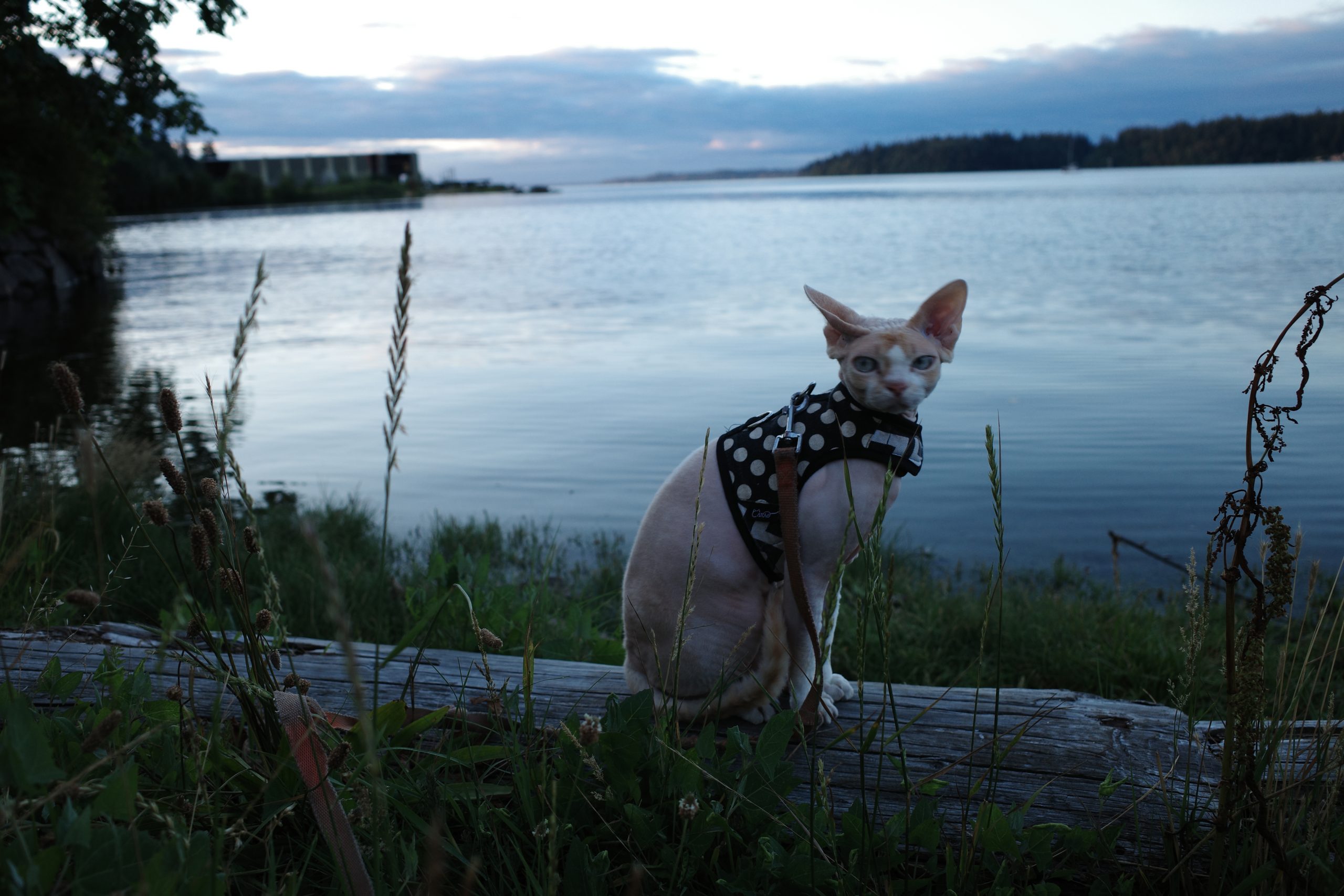 Pictire of hairless cat sitting near a lake
